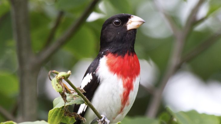 エシカルインタビューVol.20 渡り鳥の保護に繋がるブレンドコーヒー バードフレンドリー®️コーヒー